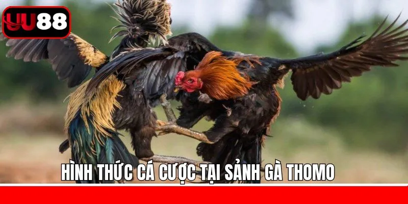 Những hình thức chọi kê Thomo UU88 thú vị
