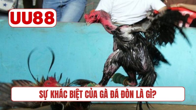 Sự khác biệt của gà đá đòn là gì?